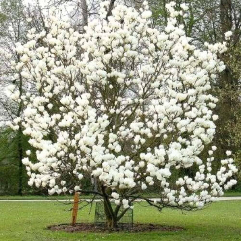 Magnolie Alba "Superba" - Ghiveci 2L- Bulbshop