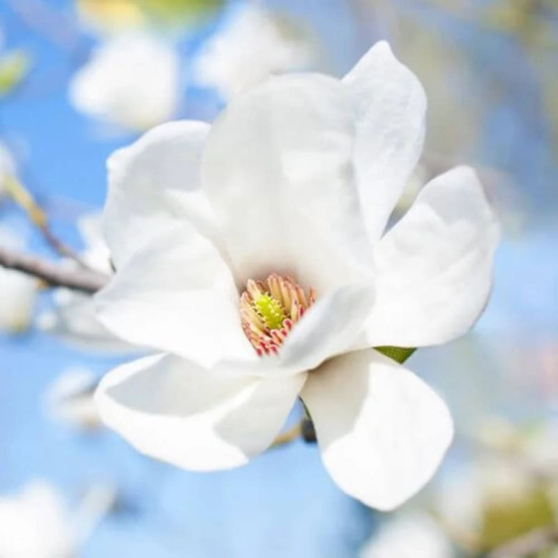 Magnolie Alba "Superba" - Ghiveci 2L- Bulbshop