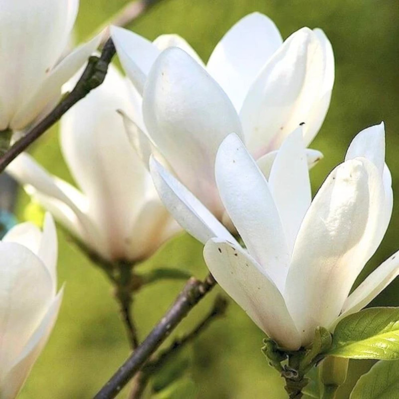Magnolie Alba "Superba" - Ghiveci 2L- Bulbshop