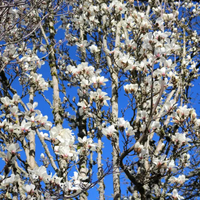 Magnolie Alba "Merril" - Ghiveci P9 - Transport