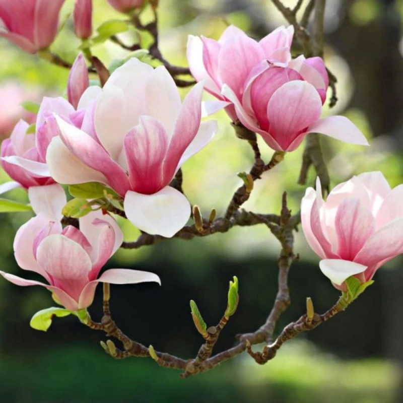 Magnolie Roz "Soulangeana" - Ghiveci P9 - Transport