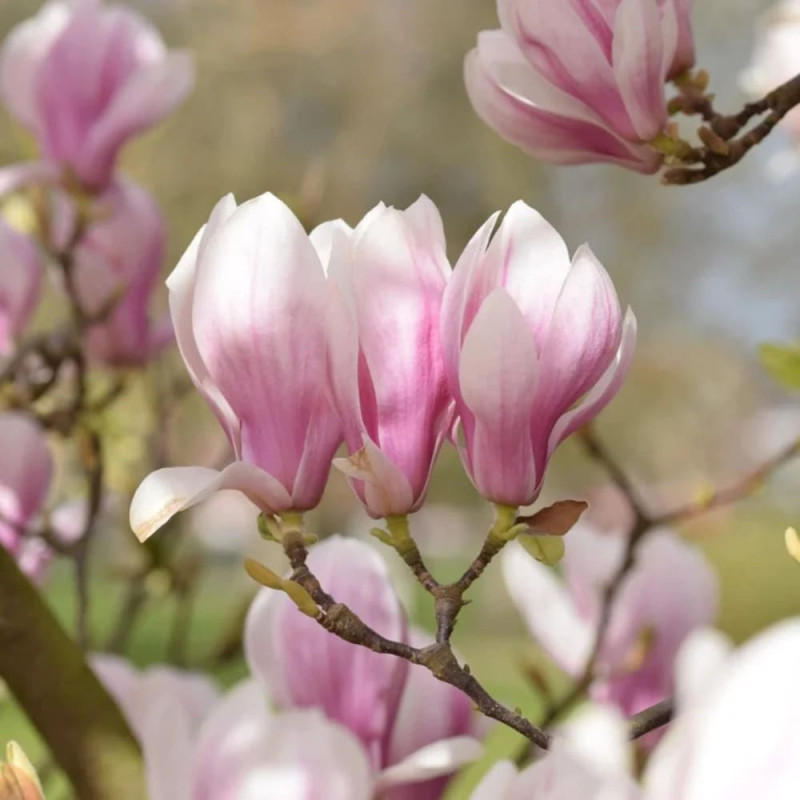 Magnolie Roz "Soulangeana" - Ghiveci 2L - 40-50 cm
