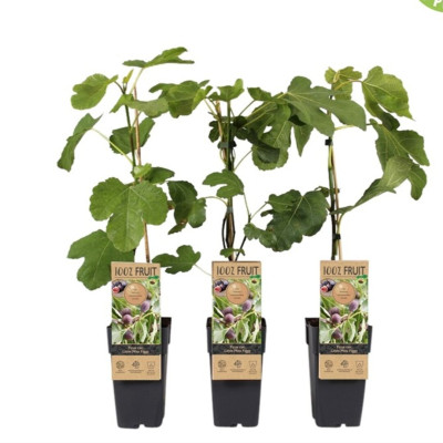 Smochin Pitic "Little Miss Figgy" pe Rod " 5L Înălțime 70cm