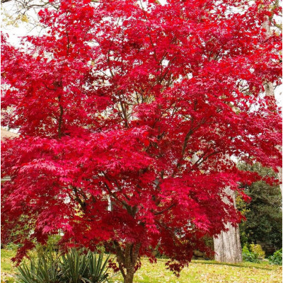 Arțar Japonez Roșu “Bloodgood” – 50-60cm, Ghiveci 4L