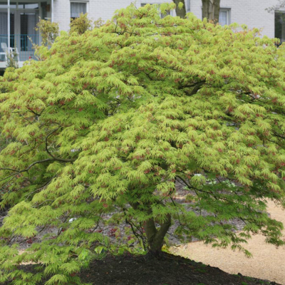 Acer Palmatum Dissectum – Arțar Japonez Verde 3L
