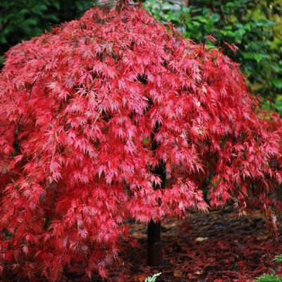 Acer Palmatum „Garnet” 3L (30–40 cm) – Arțar Japonez Roșu