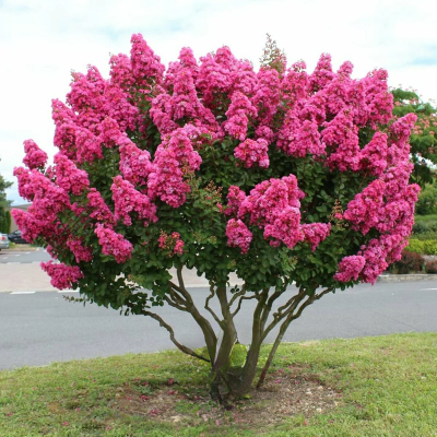 Liliac Indian „Lagerstroemia Eveline” – Ghiveci 2L