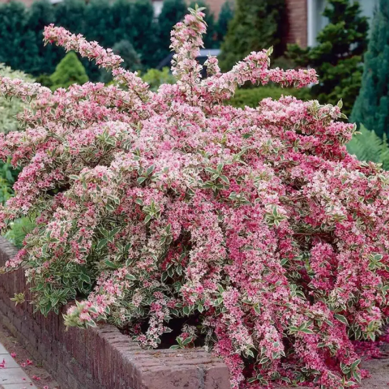 Weigela Nana Variegata – Flori Roz, Frunziș Bicolor, 3.5L