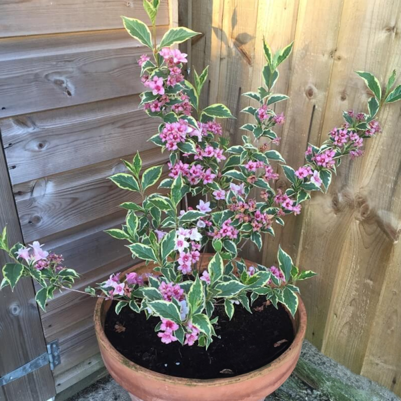Weigela Nana Variegata – Flori Roz, Frunziș Bicolor, 3.5L