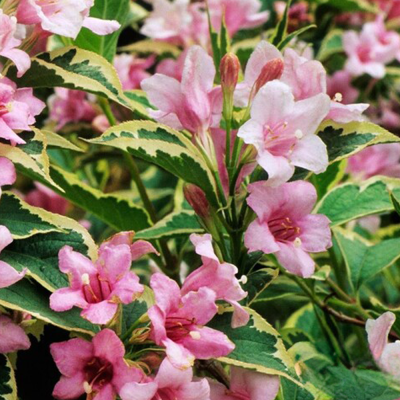 Weigela Nana Variegata – Flori Roz, Frunziș Bicolor, 3.5L