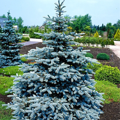 Molid Argintiu Picea Pungens "Super Blue" - Ghiveci 2.5L 30-35cm