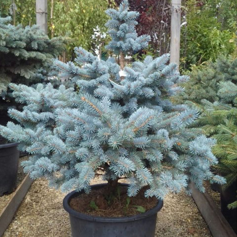 Molid Argintiu Picea Pungens "Super Blue" - Ghiveci 2.5L 30-35cm