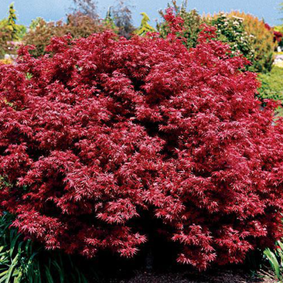 Acer Palmatum „Garnet” 3L (30–40 cm) – Arțar Japonez Roșu