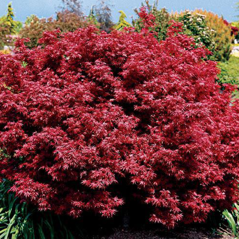 Acer Palmatum „Garnet” 3L (30–40 cm) – Arțar Japonez Roșu