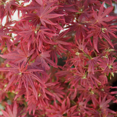 Acer Palmatum „Garnet” 3L (30–40 cm) – Arțar Japonez Roșu