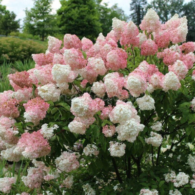 Hortensie Paniculata Pink Lady Ghiveci 3L  - Bulbshop