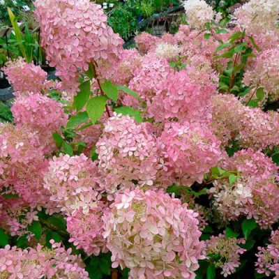Hortensie Paniculata Pink Lady Ghiveci 3L  - Bulbshop