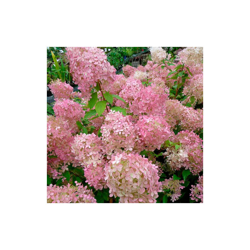 Hortensie Paniculata Pink Lady Ghiveci 3L  - Bulbshop