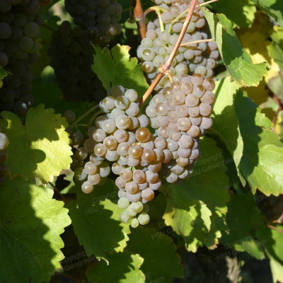 Vita de Vie Butasi "Hibernal" Ghiveci 2L - An 3 - Vin si Masa