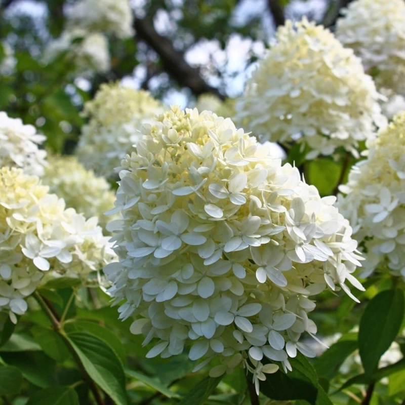 Hortensie Paniculata Phantom Ghiveci 3L  - Bulbshop