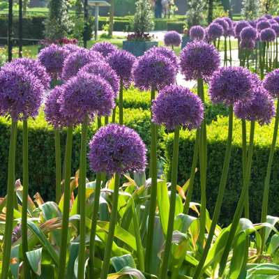 Bulbi Allium Gladiator – Allium mov uriaș pentru grădina ta