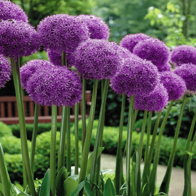 Bulbi Allium Globemaster – Allium mov uriaș pentru grădină