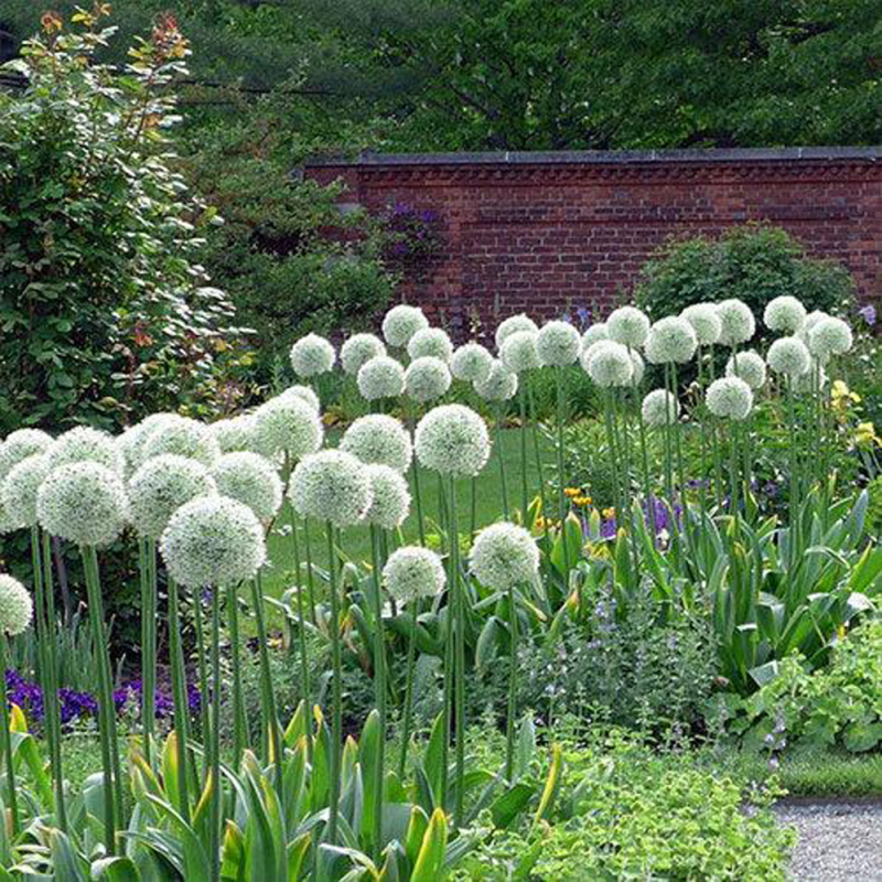 Bulbi Allium Mount Everest – Allium alb uriaș pentru grădină