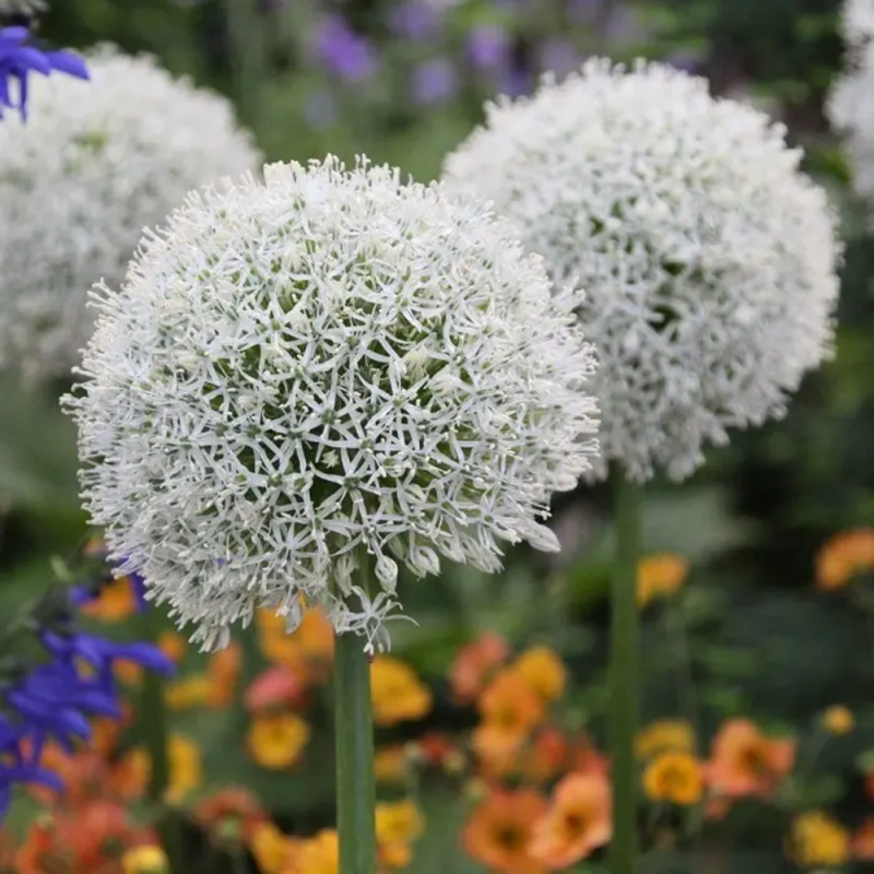 Bulbi Allium Mount Everest – Allium alb uriaș pentru grădină