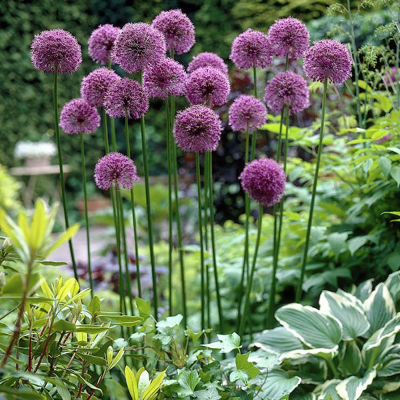 Bulbi Allium Stipitatum – Ceapă persană mov uriașă grădină