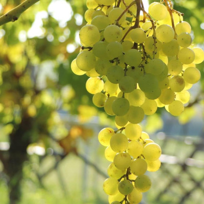Vita de Vie "Solaris" Ghiveci 2L - An 3 - Masa si Vin