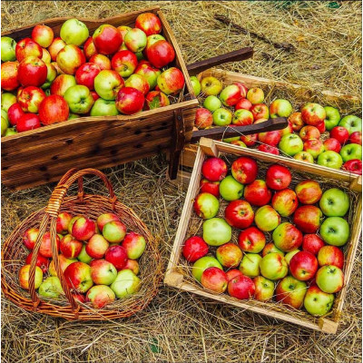 Mar Anna - Pom Fructifer Premium Anul 3 - Bulbshop