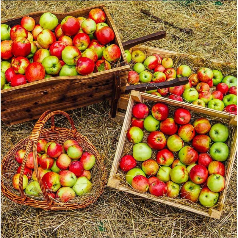 Mar Anna - Pom Fructifer Premium Anul 3 - Bulbshop