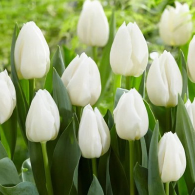 Bulbi Lalele White Prince 12+ (Simple Albe) | Bulbshop.ro