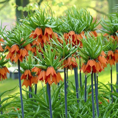 Bulb Fritillaria Imperialis Aurora 1 buc