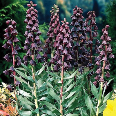 Bulb Fritillaria Persica Persian Lily 1 buc