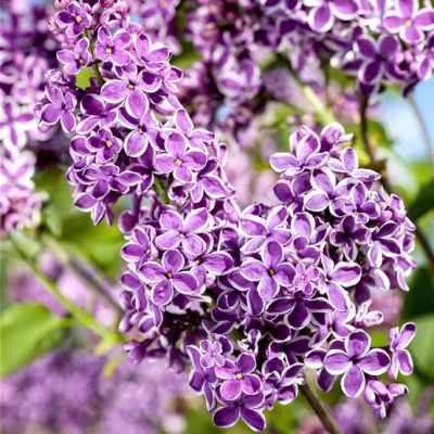 Liliac Blue Sensations - Syringa - Ghiveci 2L - 50cm - Bulbshop
