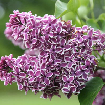 Liliac Sensations - Syringa - Ghiveci 5L - 90cm - Bulbshop
