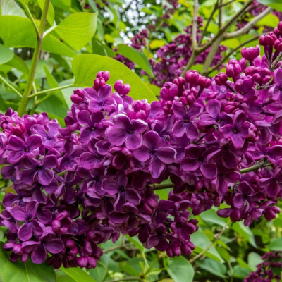 Liliac S. Louis Spaeth Syringa Ghiveci 2L 30-50cm - Bulbshop.ro