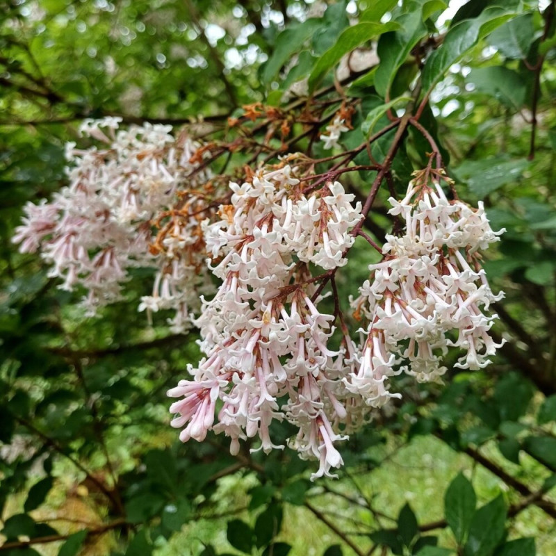 Liliac Pinnatifolia - Syringa - Ghiveci 2L - 30-50cm - Bulbshop
