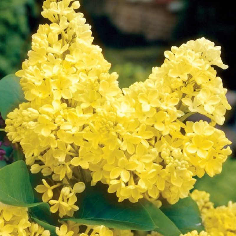 Liliac Galben - Syringa - Ghiveci 2L - 50cm - Bulbshop