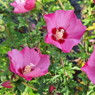 Hibiscus "Pink Giant" - Arbust cu flori roz | Bulbshop.ro
