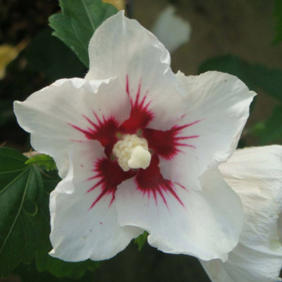 Hibiscus "Red Heart" - Arbust ornamental | Bulbshop.ro