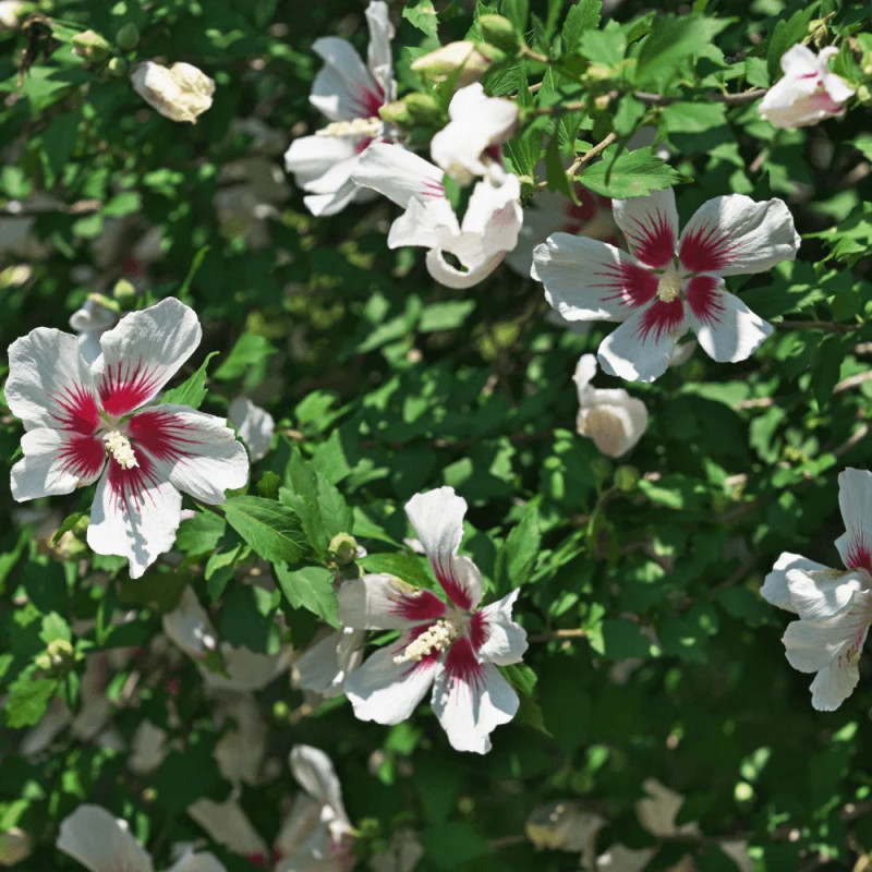 Hibiscus "Hamabo" - Spectacol de vară în ghiveci | Bulbshop.ro