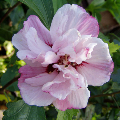 Hibiscus "Lady Stanley" - Ghiveci 3L, Flori albe | Bulbshop.ro