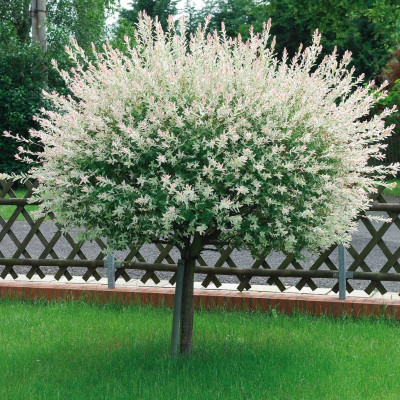 Salcie Japoneza - Salix Hakuro Nishiki - Anul 3 - 180-200cm