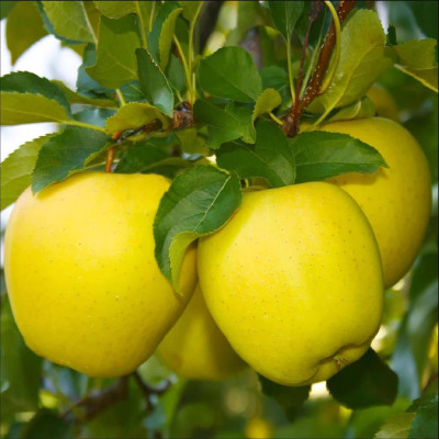 Mar Golden Dorsett - Pom Fructifer Anul 3 - Bulbshop
