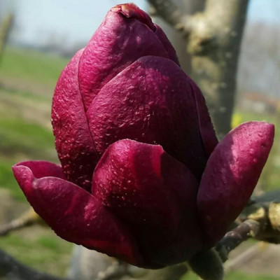 Magnolia "Genie Exotic Scent" Ghiveci 5L - Bulbshop