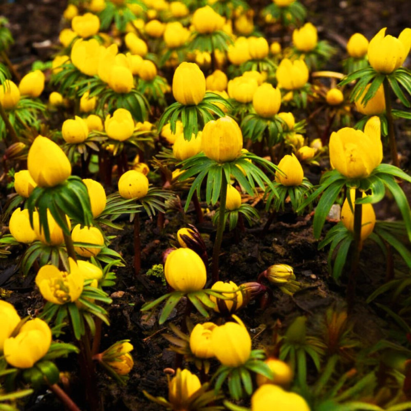 Anemone de iarna