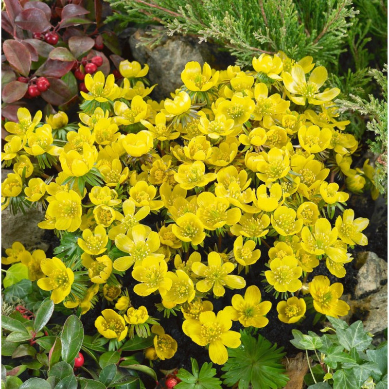 Vestitorii Primaverii
