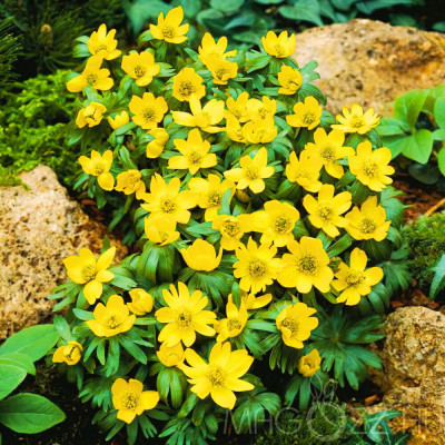 Eranthis Hyemallis - Vestitorul Auriu al Primăverii Timpurii